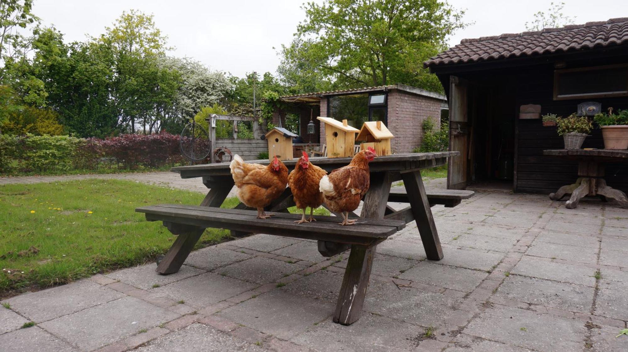 Bed And Breakfast Het Schapenlandje Waarland Eksteriør billede